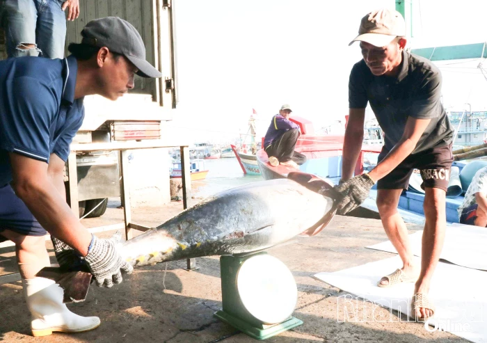 Nhiều sản phẩm hải sản của Việt Nam đứng trước nguy cơ mất thị trường Mỹ