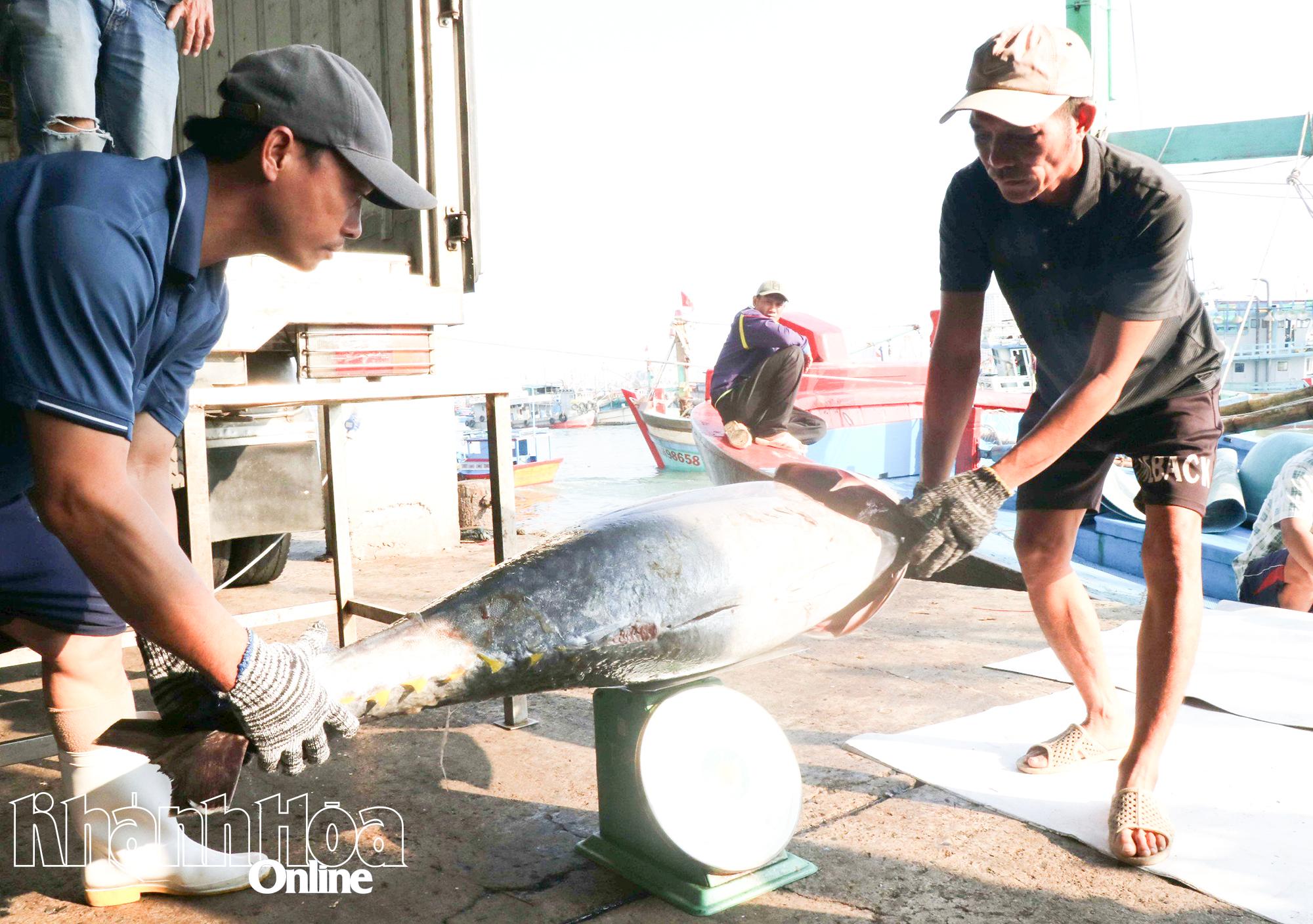 Cá ngừ vây vàng, mắt to ngư dân khai thác được cập cảng Hòn Rớ