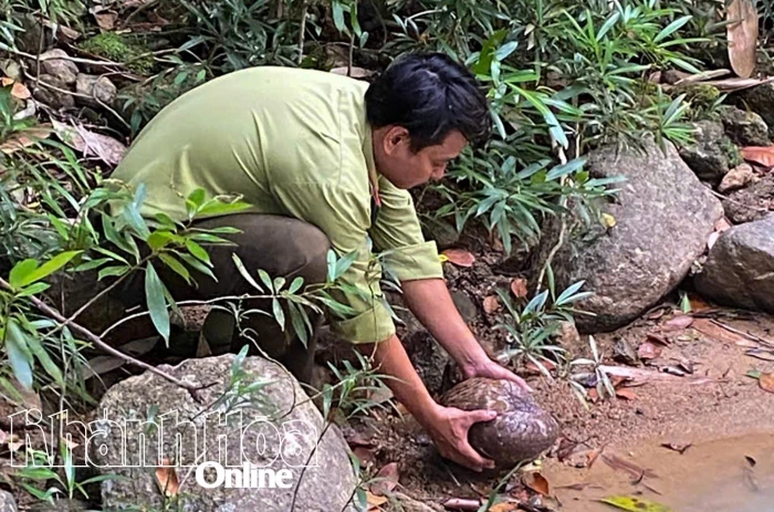 Thả 4 cá thể động vật có tên trong Sách đỏ về Khu Bảo tồn thiên nhiên Hòn Bà