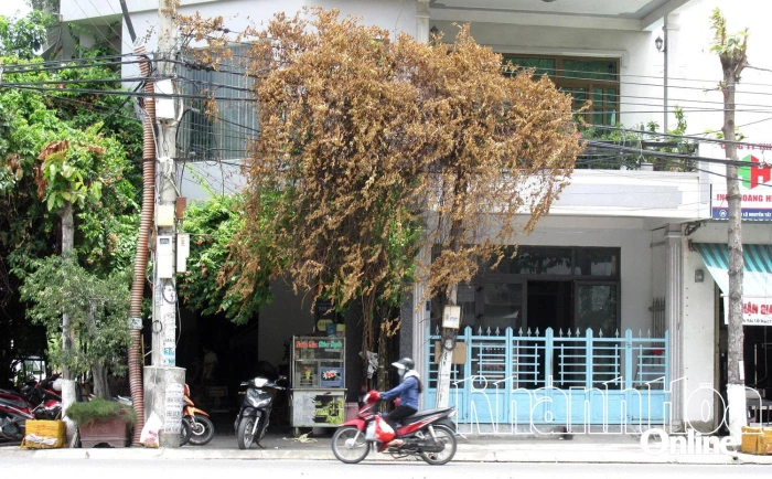 Cây khô bao phủ dây điện, cáp viễn thông