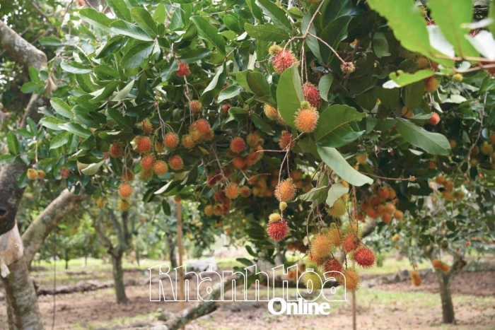 Từ ngày 29-8 đến 31-8: Xã Lâm Sơn tổ chức lễ hội trái cây lần thứ I năm 2025