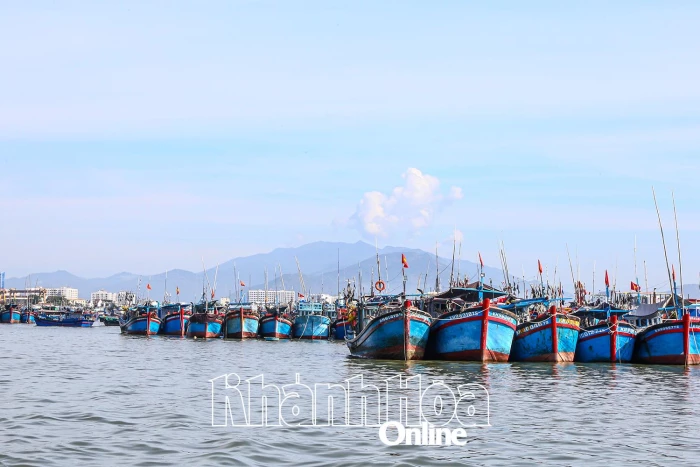 Nhiều tàu câu cá ngừ đại dương nằm bờ