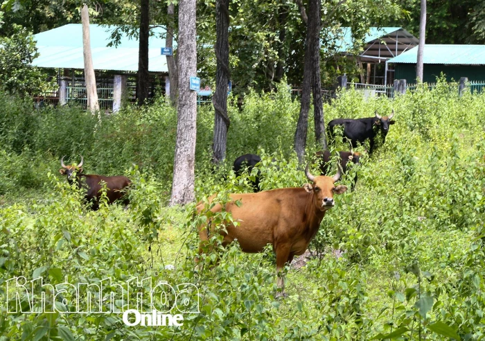 Đàn bò tót lai nuôi tại Vườn quốc gia Núi Chúa - Phước Bình hoàn toàn khỏe mạnh