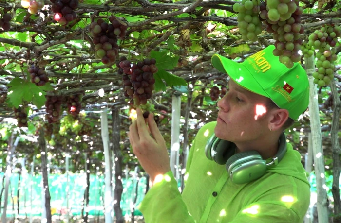 VIDEO: Cùng du khách Nga trải nghiệm làng nho Thái An