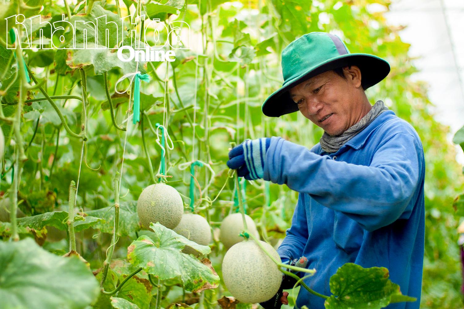 Nông dân xã Mỹ Sơn thu hoạch dưa lưới. Ảnh: Thanh Xuân