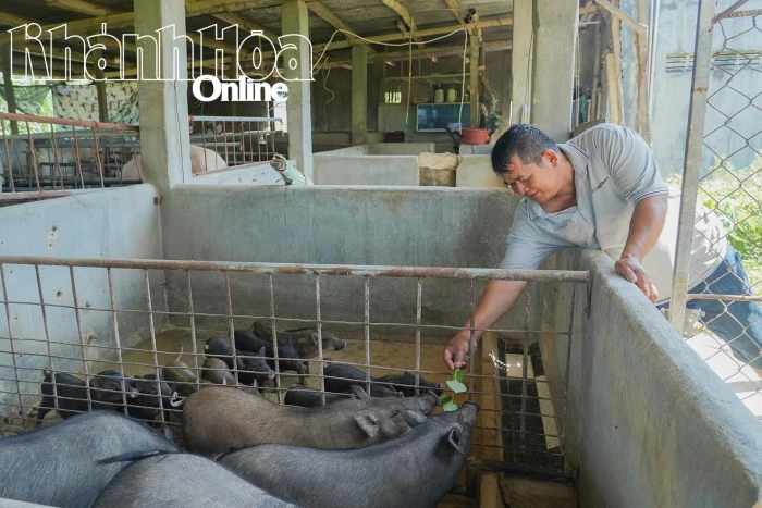 Hiệu quả từ mô hình nuôi heo đen ở xã Công Hải