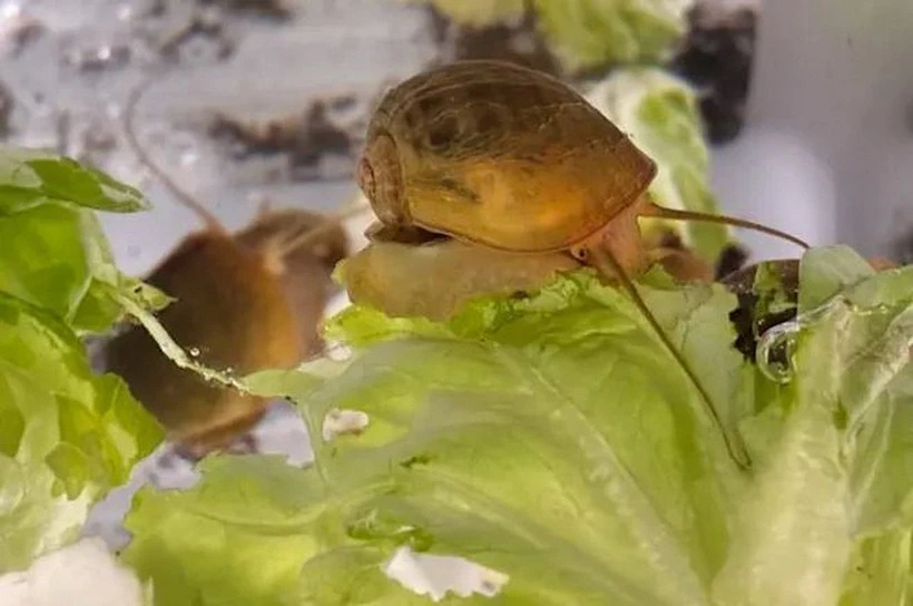 Một loài ốc nước ngọt ở Nam Mỹ vừa được phát hiện có khả năng mọc lại mắt hoàn chỉnh sau khi bị cắt bỏ.