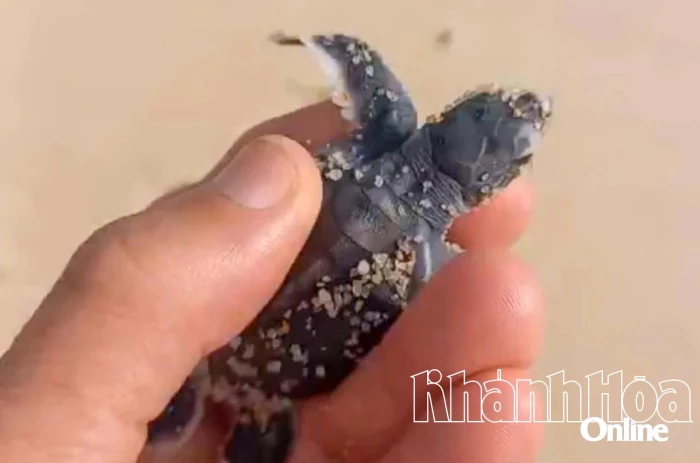 Phát hiện 1 ổ trứng rùa biển tại khu vực bãi Wao - Hòn Lớn