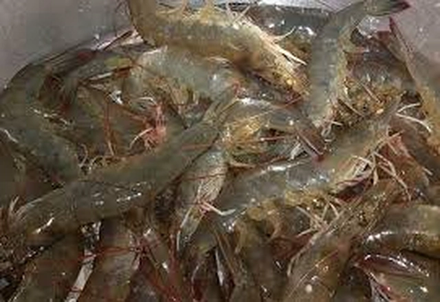 Bảo quản tôm đông lạnh như tôm tươi