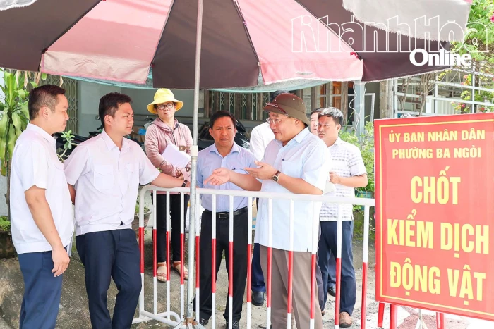 Giữ vững “vành đai” ngăn dịch tả heo châu Phi