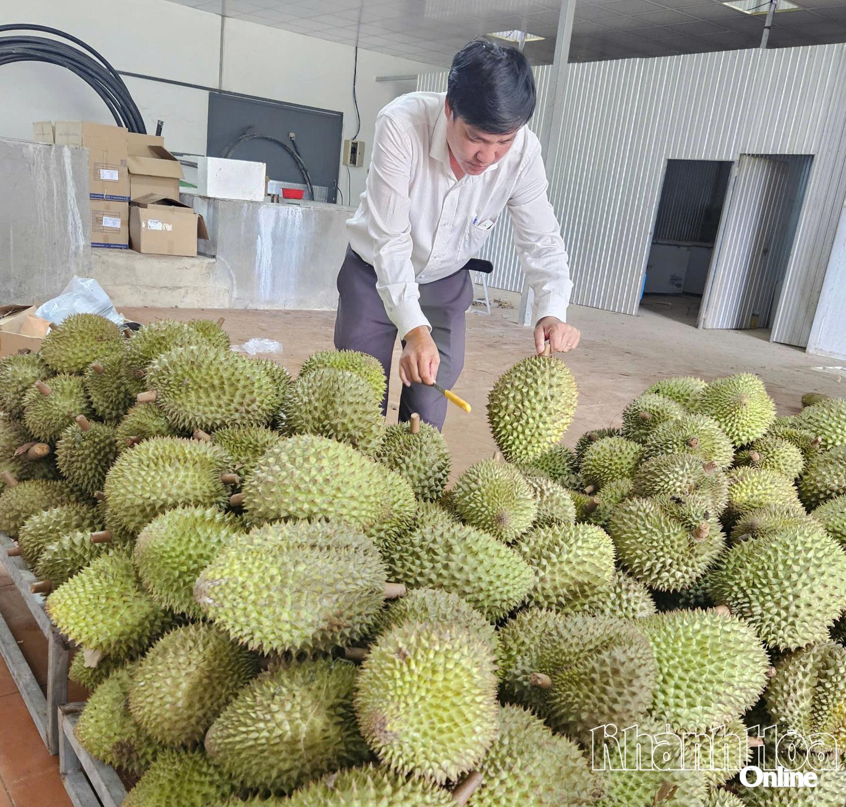 Nhiều mã sầu riêng Khánh Sơn xuất khẩu chính ngạch sang Trung Quốc