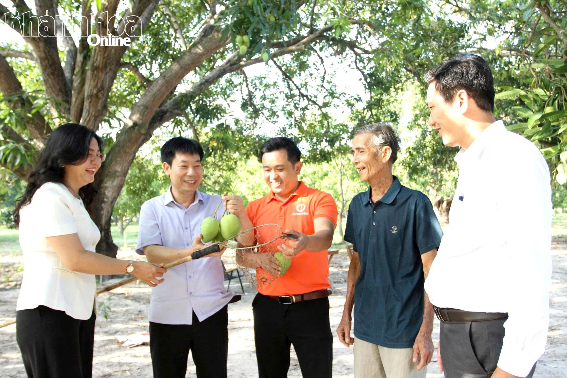 Đoàn công tác của Hội Nông dân Việt Nam và của tỉnh Khánh Hòa tham quan, tìm hiểu tại vườn xoài CamLamOnline. Ảnh: Đ.T.T