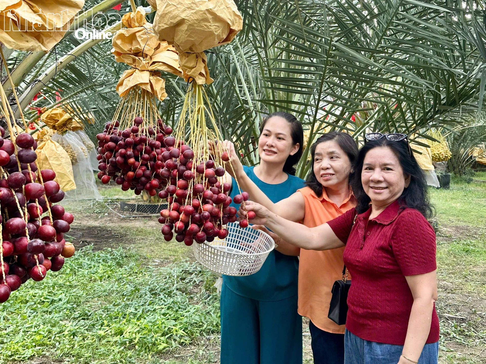 Du khách tự tay hái những chùm chà là chín tại vườn.