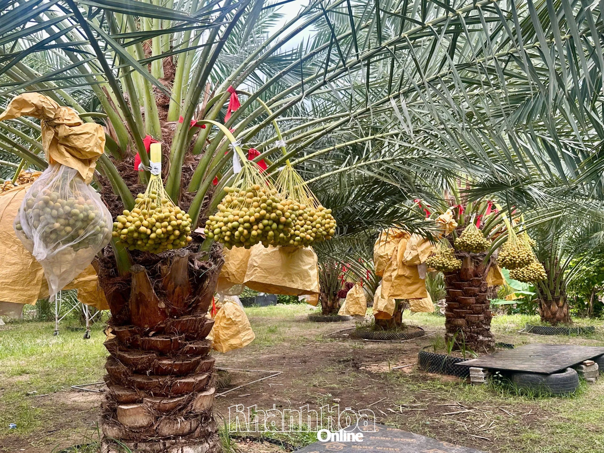 Những buồng chà là sai trĩu quả tạo điểm nhấn giữa khu vườn đang vào mùa thu hoạch.