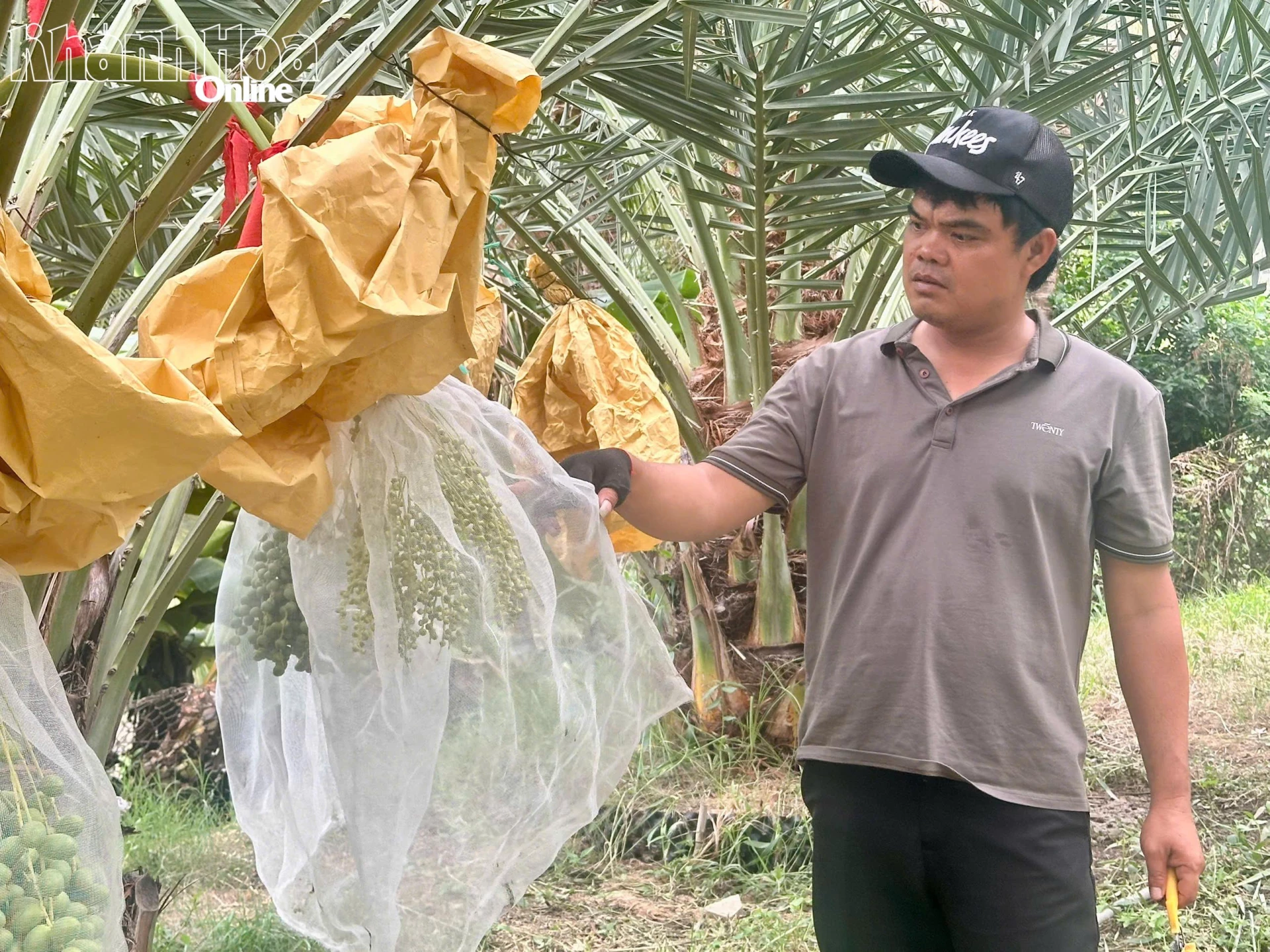 Nhân viên chăm sóc vườn kiểm tra những buồng chà là vừa đậu quả được bọc lưới để bảo vệ trong suốt quá trình phát triển.