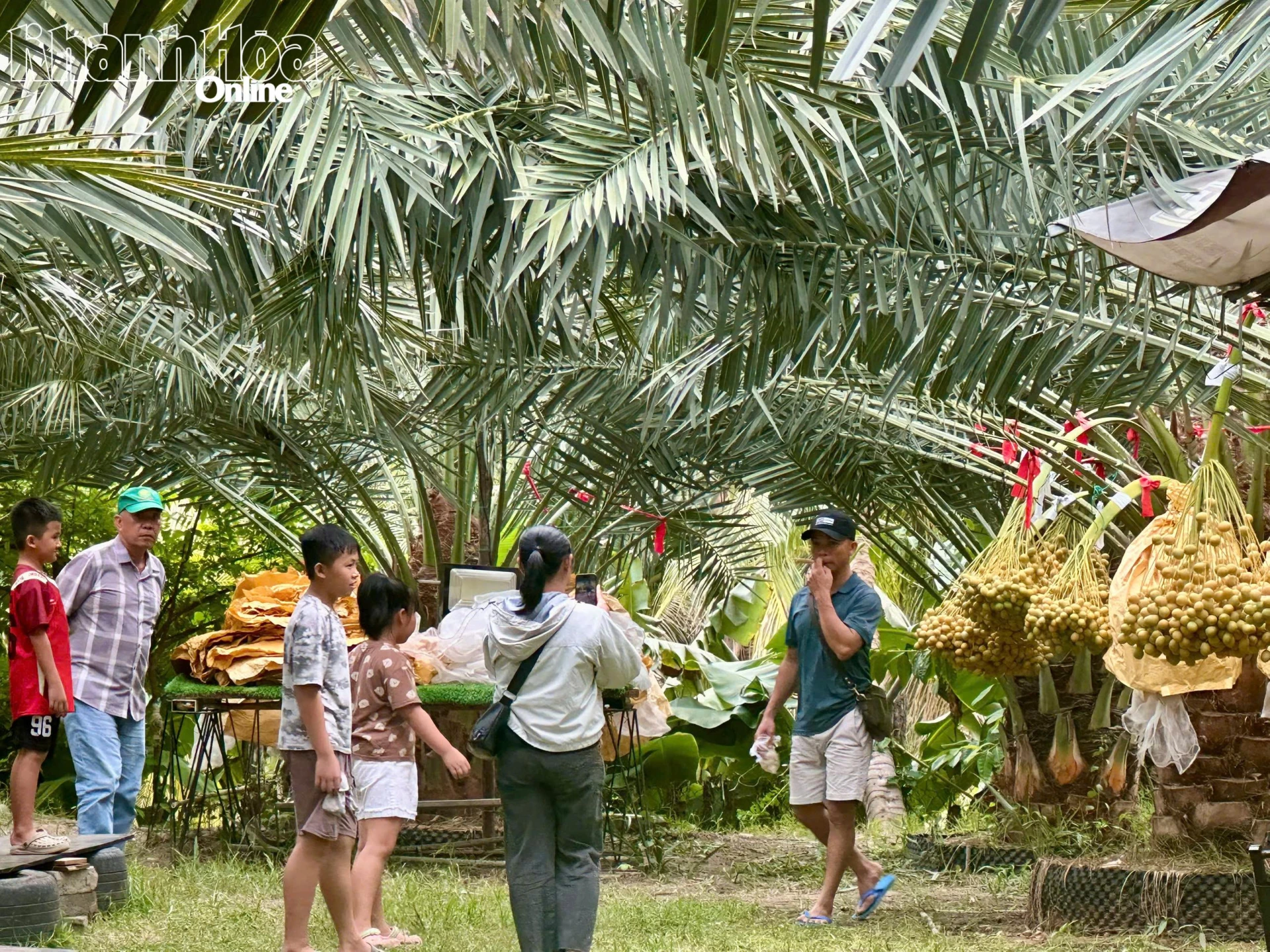 Vườn chà là trở thành điểm check-in thu hút du khách trong mùa thu hoạch.
