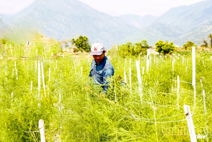 Hiệu quả từ nguồn vốn Quỹ Hỗ trợ nông dân