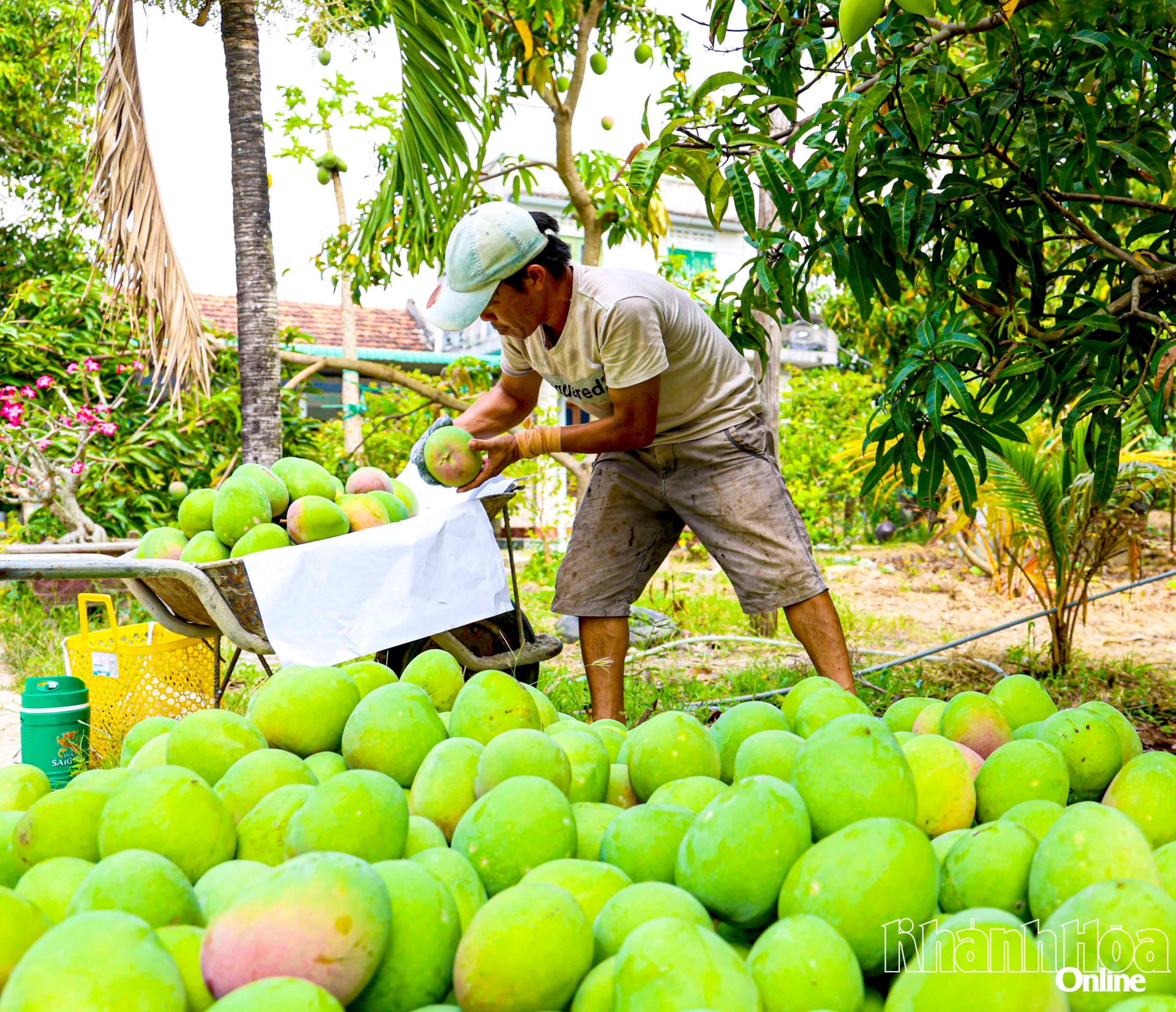 Farmers in the province harvesting mangoes.