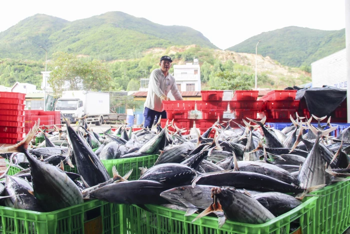 Kiểm soát chặt, xử lý nghiêm vi phạm IUU