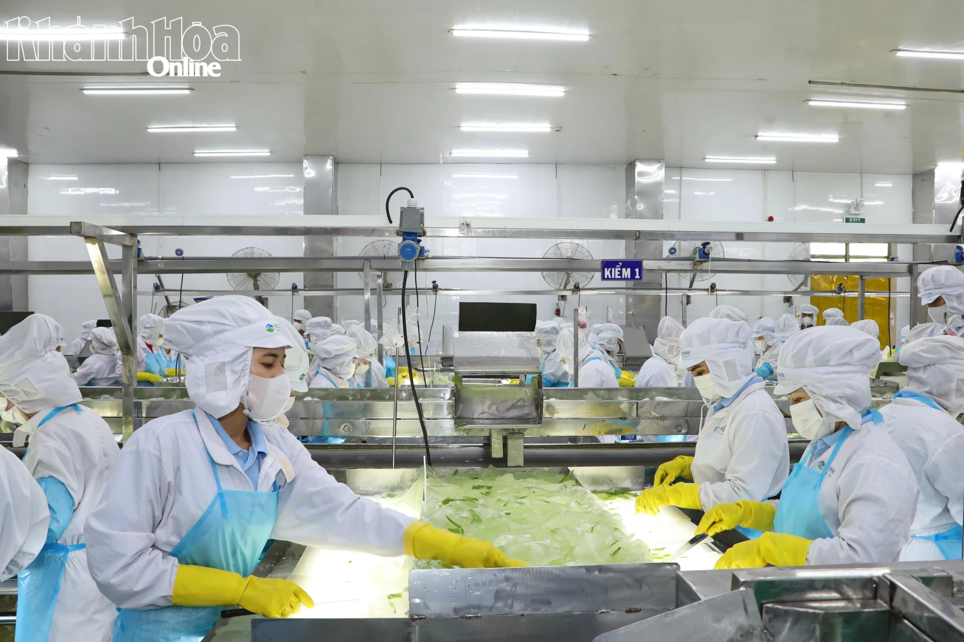 Công nhân Công ty Cổ phần Thực phẩm Cánh Đồng Việt trong giờ làm việc.