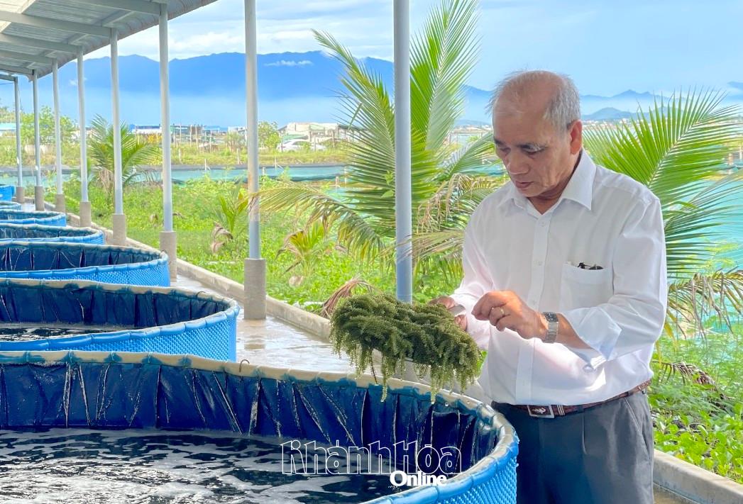 Hoạt động nuôi trồng rong nho của Công ty TNHH Trí Tín.