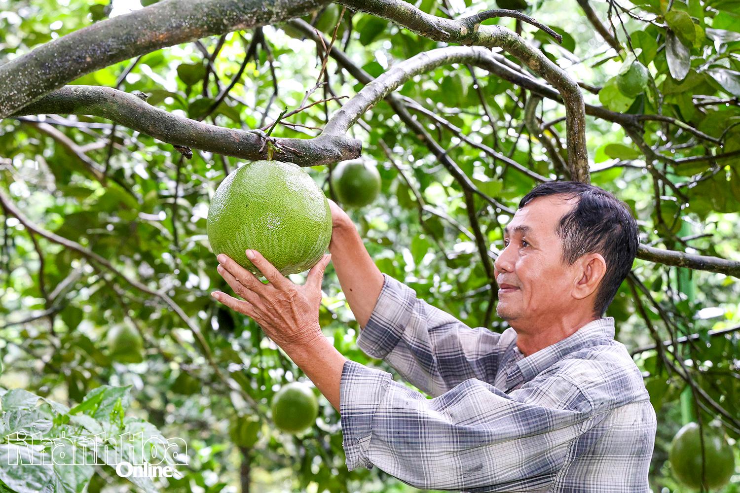 Ông Nguyễn Văn Ngọc là một trong những nông dân trồng bưởi da xanh từ những ngày đầu ở Khánh Vĩnh.