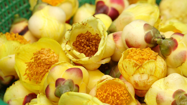 Các nhà khoa học tại những quốc gia tiên tiến trên thế giới đã nghiên cứu và chứng minh lá, hoa và búp non của cây trà đều có thể được sử dụng để làm thuốc.