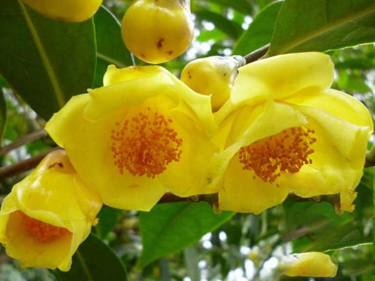 Tại Việt Nam, cây trà hoa vàng thường mọc tại những vùng đất tơi xốp, có bóng râm và thoát nước thấp. Tuy vậy, sự phân bổ của cây trà tại nước ta khá hẹp. Trong những năm gần đây, hiểu được công dụng của trà hoa vàng nên nhu cầu sử dụng của người tiêu dùng ngày càng tăng. Bởi vậy, các cơ sở dược liệu trên cả nước đã nuôi trồng thành công dược liệu này.