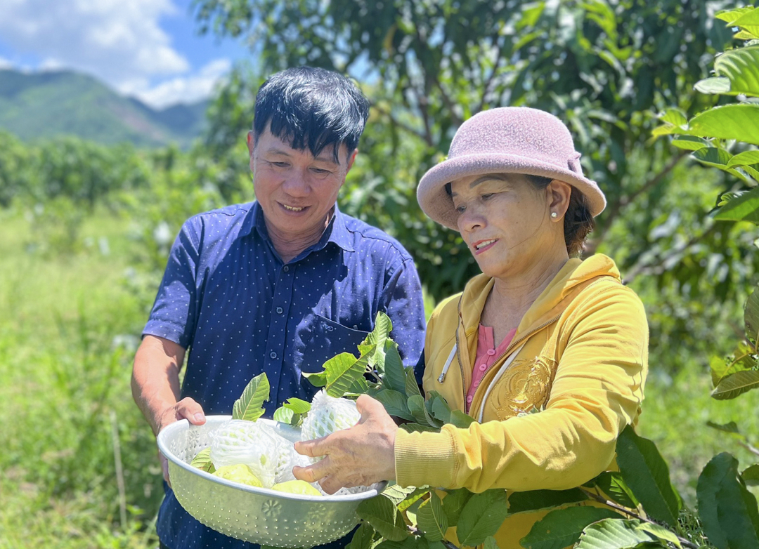 Cuong and his wife harvesting guavas