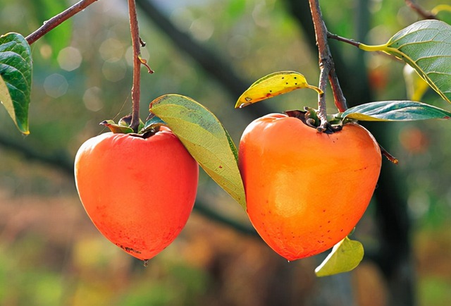 Bất ngờ công dụng của quả hồng, ai ăn hồng cần biết điều này để tránh rước họa vào thân