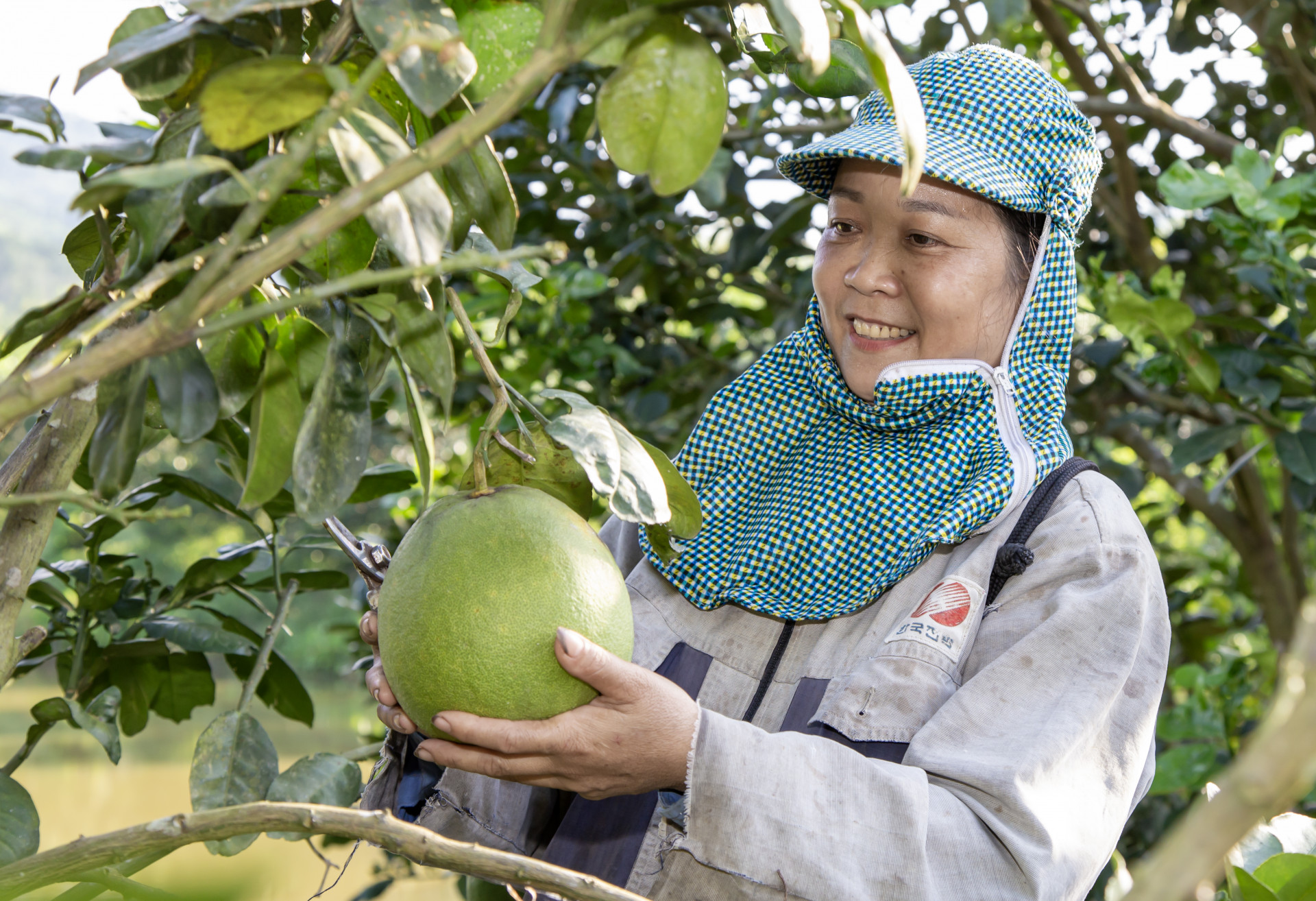 Nhiều hộ nông dân ở huyện Khánh Vĩnh vươn lên thoát nghèo và làm giàu nhờ cây bưởi da xanh.