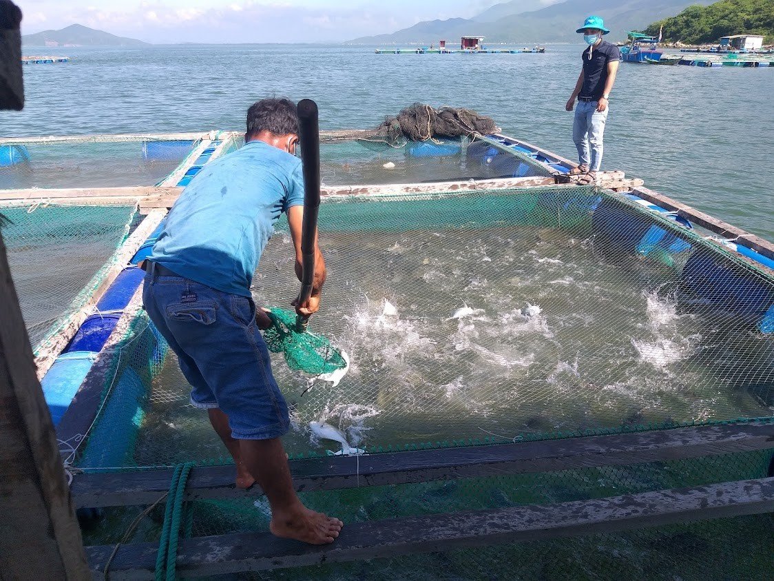 Nuôi thương phẩm cá bè vẫu tại Vĩnh Lương, Nha Trang