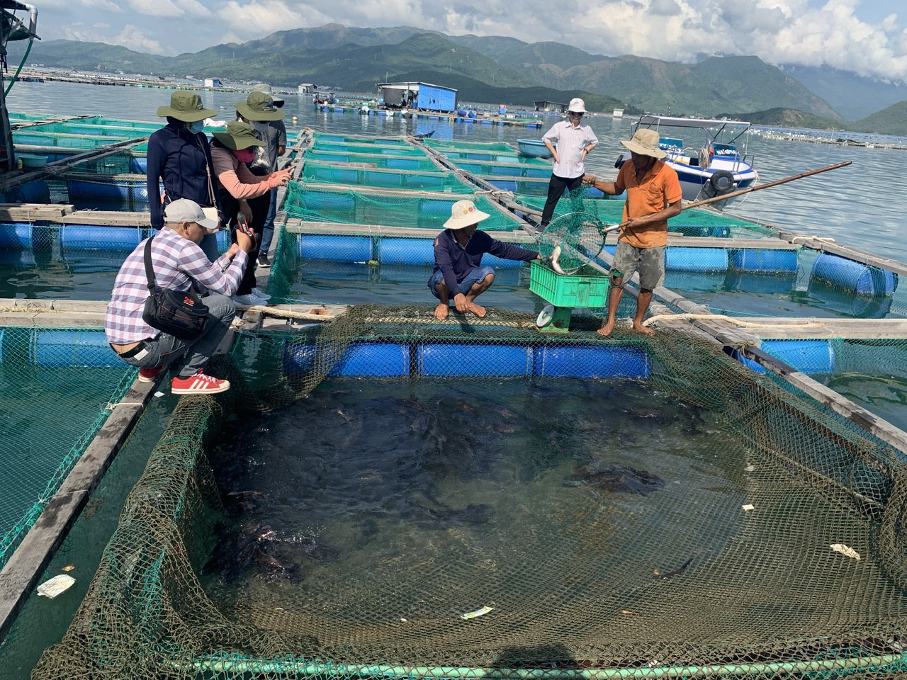 Đại bản doanh nuôi vỗ cá bố mẹ của viện tại Hòn Lăng, Vĩnh Lương