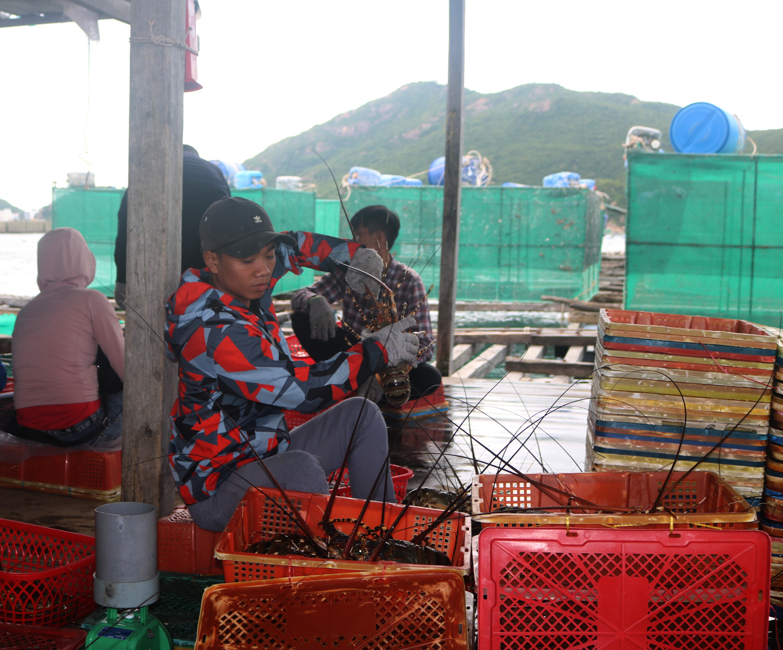 Việc tiêu thụ tôm hùm bông tại vùng nuôi trên vịnh Vân Phong khá chậm. 
