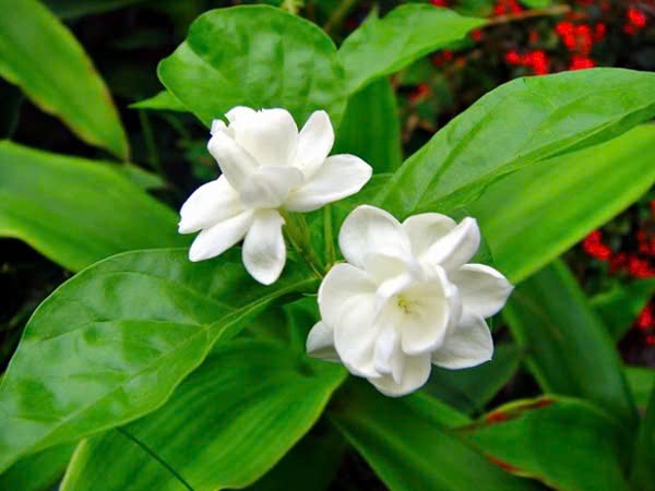 Lợi ích bất ngờ của trà hoa nhài đối với sức khỏe