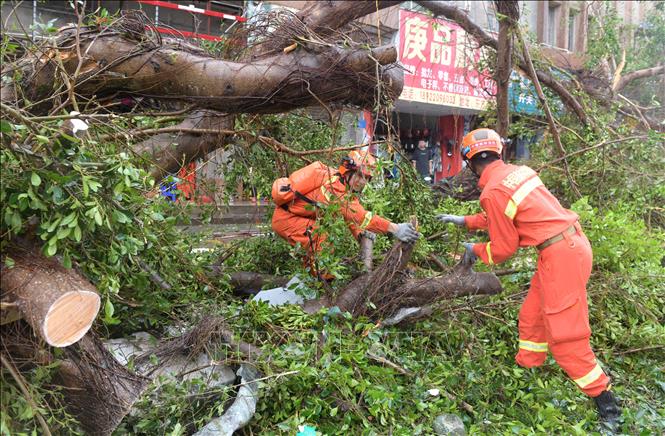 Lực lượng chức năng dọn cây bị gãy đổ do siêu bão Yagi ở huyện Từ Văn, Trạm Giang, tỉnh Quảng Đông (Trung Quốc) ngày 7/9/2024. Ảnh: THX/TTXVN

