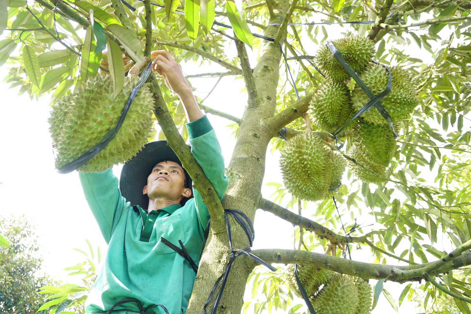 Khánh Sơn có nhiều sản phẩm OCOP về sầu riêng tươi và chế biến sâu