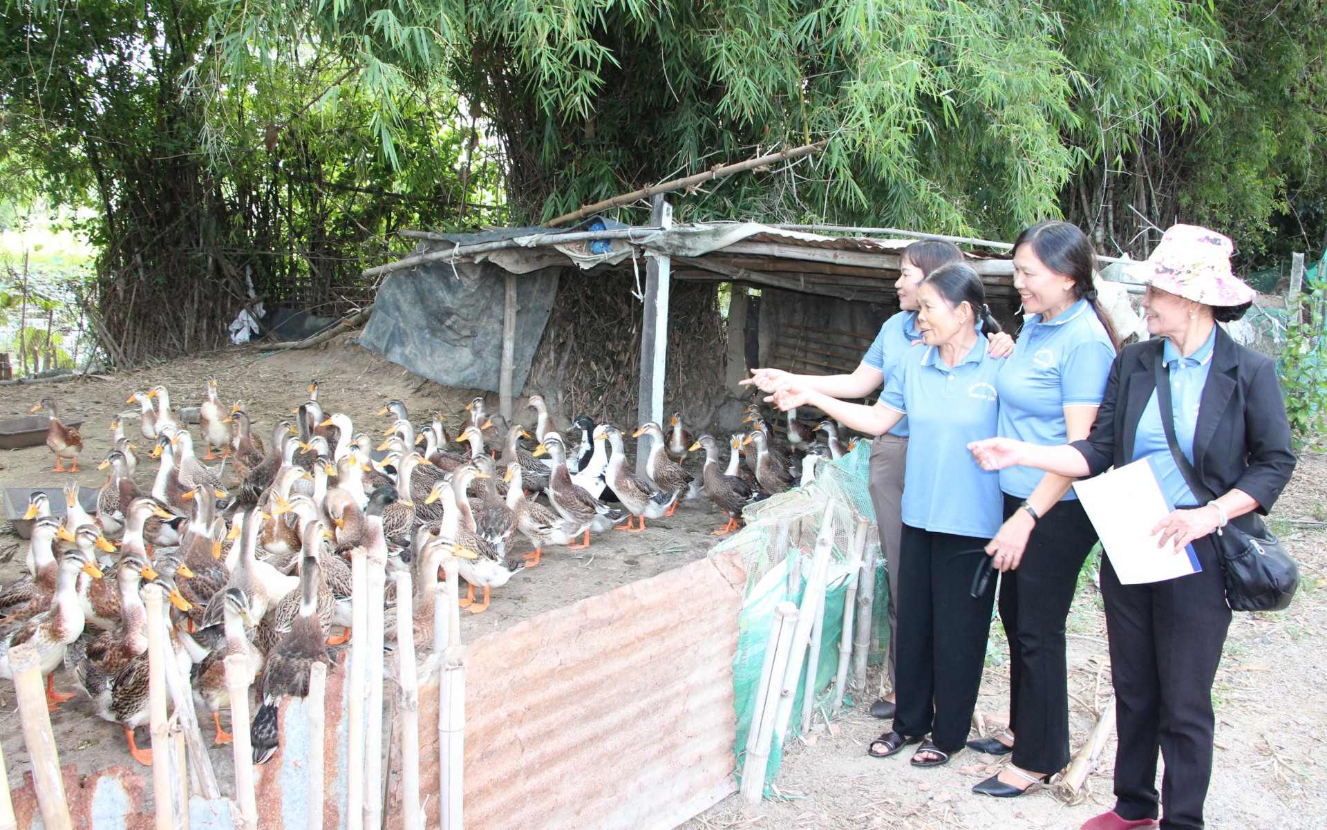 Thăm quan mô hình cho vay vốn chăn nuôi vịt hiệu quả của gia đình bà Nguyễn Thị Khang.