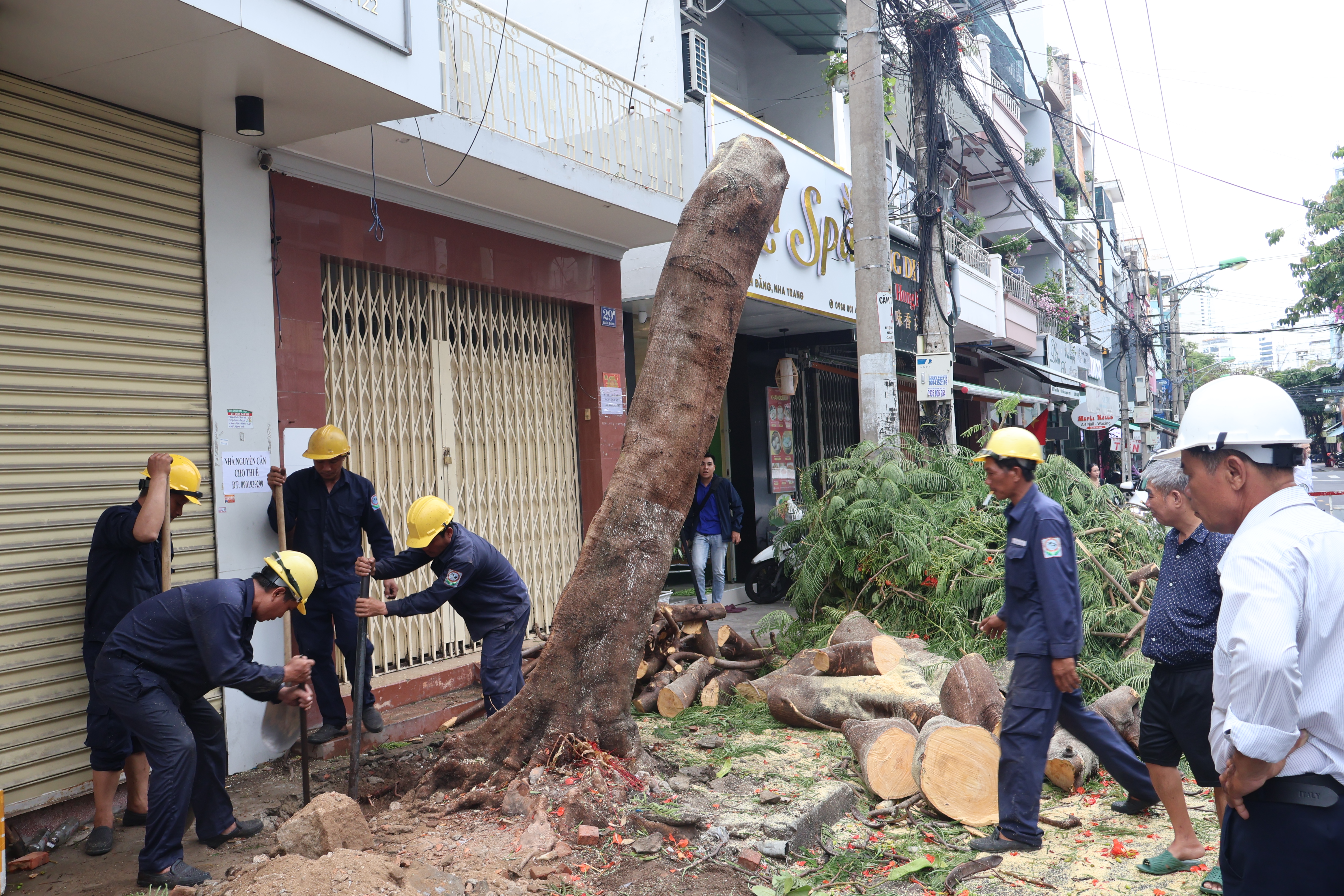 Nha Trang: Khẩn trương cắt tỉa cây xanh trước mùa mưa bão