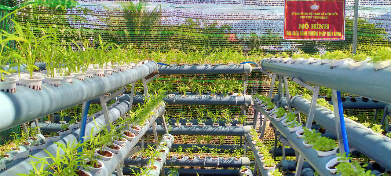 Mô hình trồng rau bằng phương pháp thuỷ canh của Mặt trận xã Diên Điền
