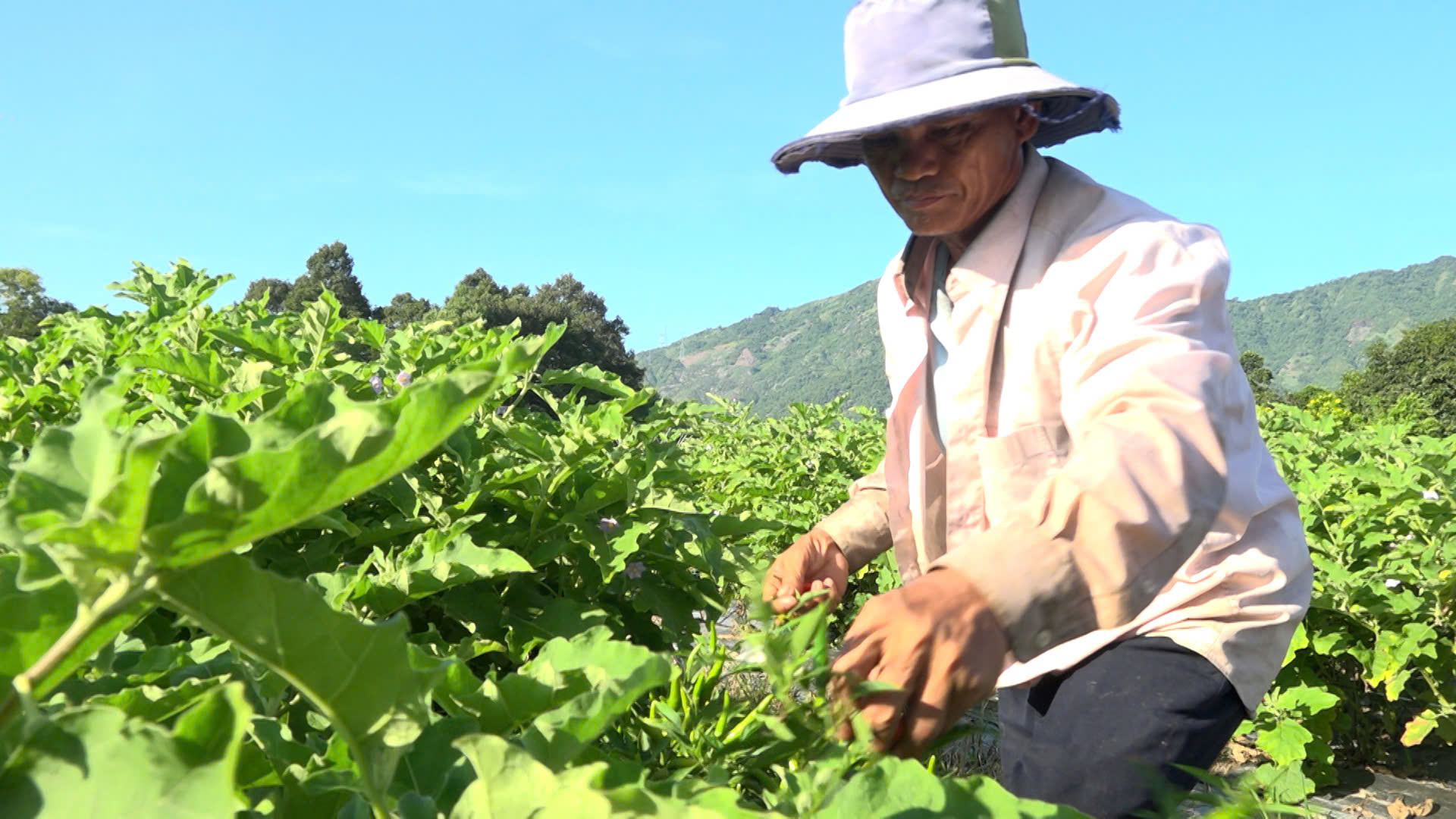 Một thành viên tổ liên kết xã Suối Tiên thu hoạch ớt