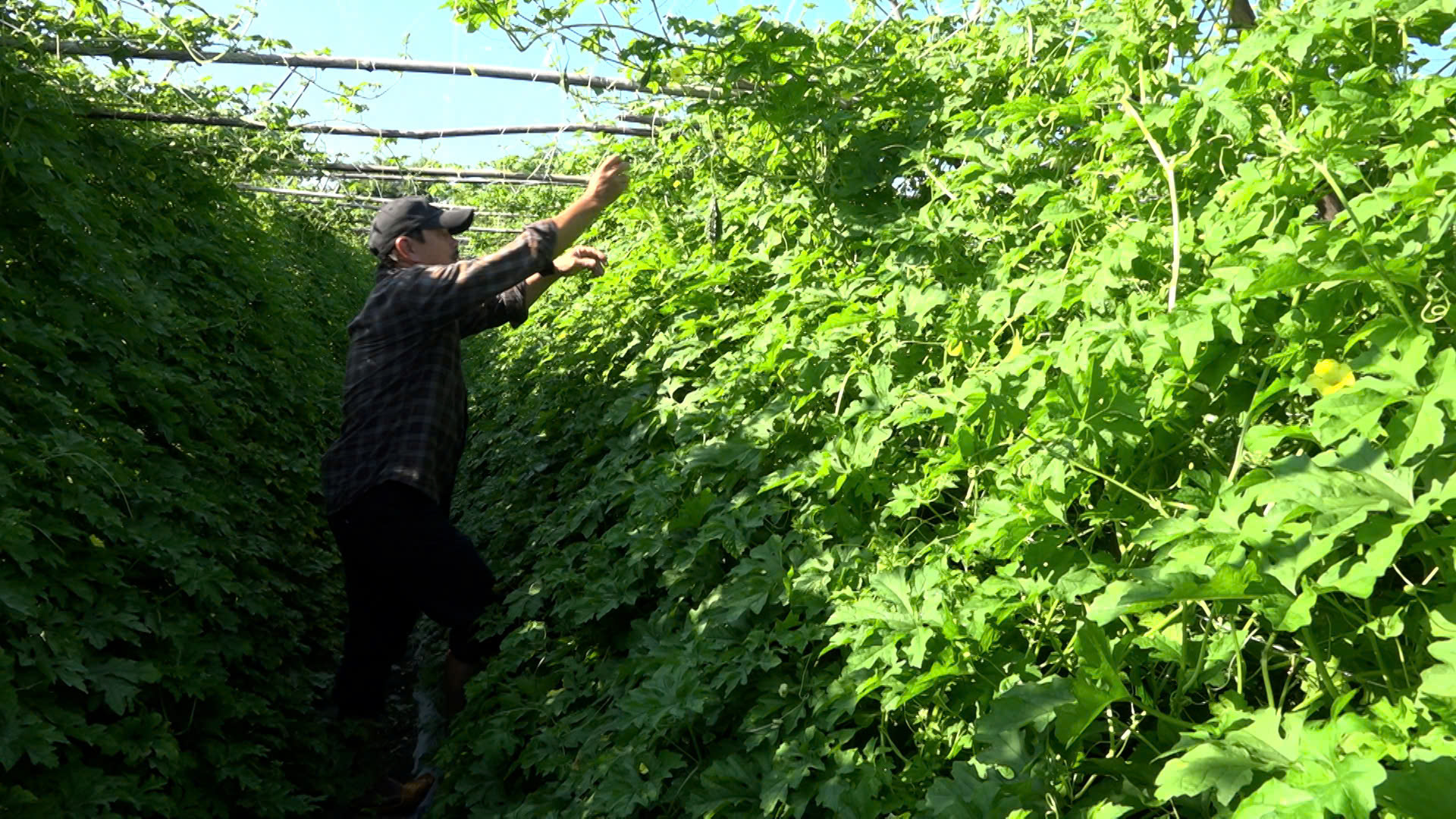 Ông Trần Ngọc Khiêm chăm sóc vườn khổ qua. Ảnh: M.P