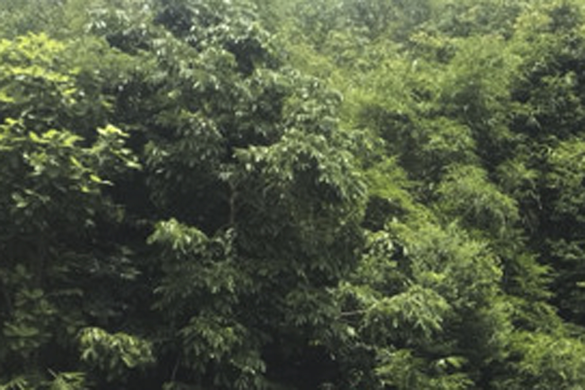 Ban Quản lý rừng phòng hộ Nam Khánh Hòa:​​​​​​​ Tập trung trồng mới 386ha rừng thay thế