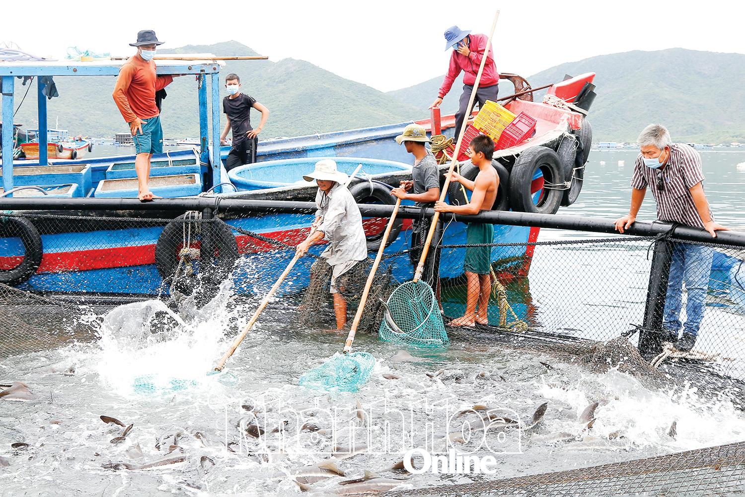 Fishermen in Dai Lanh commune harvesting fish raised in HDPE round cages. Photo: BICH LA