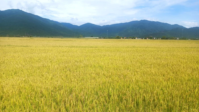 Xã Vạn Ninh hướng dẫn sản xuất vụ mùa năm 2025