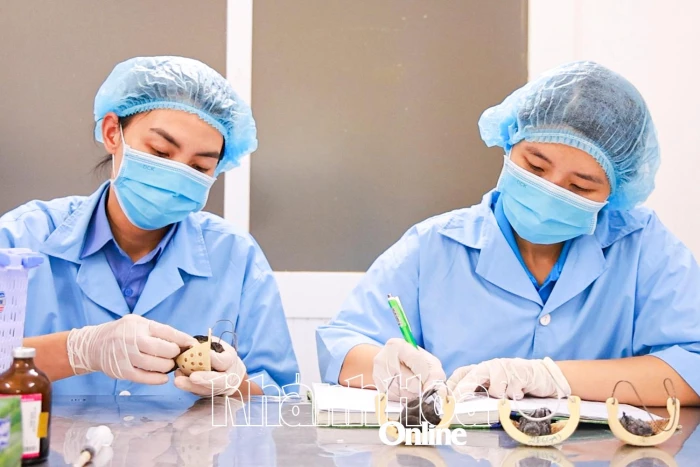 Quyết liệt bảo vệ quần thể chim yến - Kỳ cuối: Hướng đến sự phát triển bền vững