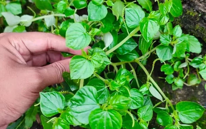 Lợi ích bất ngờ của rau càng cua đối với sức khỏe