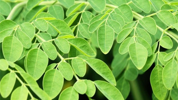 Lợi ích tuyệt vời của chùm ngây đối với sức khỏe