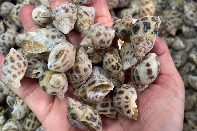 Ốc sống khi được bảo quản đúng cách sẽ giữ trọn hương vị tự nhiên, phần thịt chắc và ngọt nước.