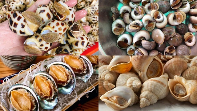 Với ốc biển, bạn có thể pha nước muối loãng khoảng 3% để vẩy lên, ốc sẽ khỏe và tươi lâu hơn.